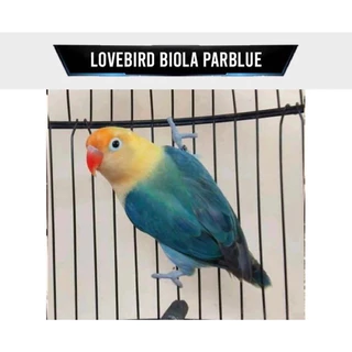 Jual parblue lovebird Harga Terbaik & Termurah April 2025