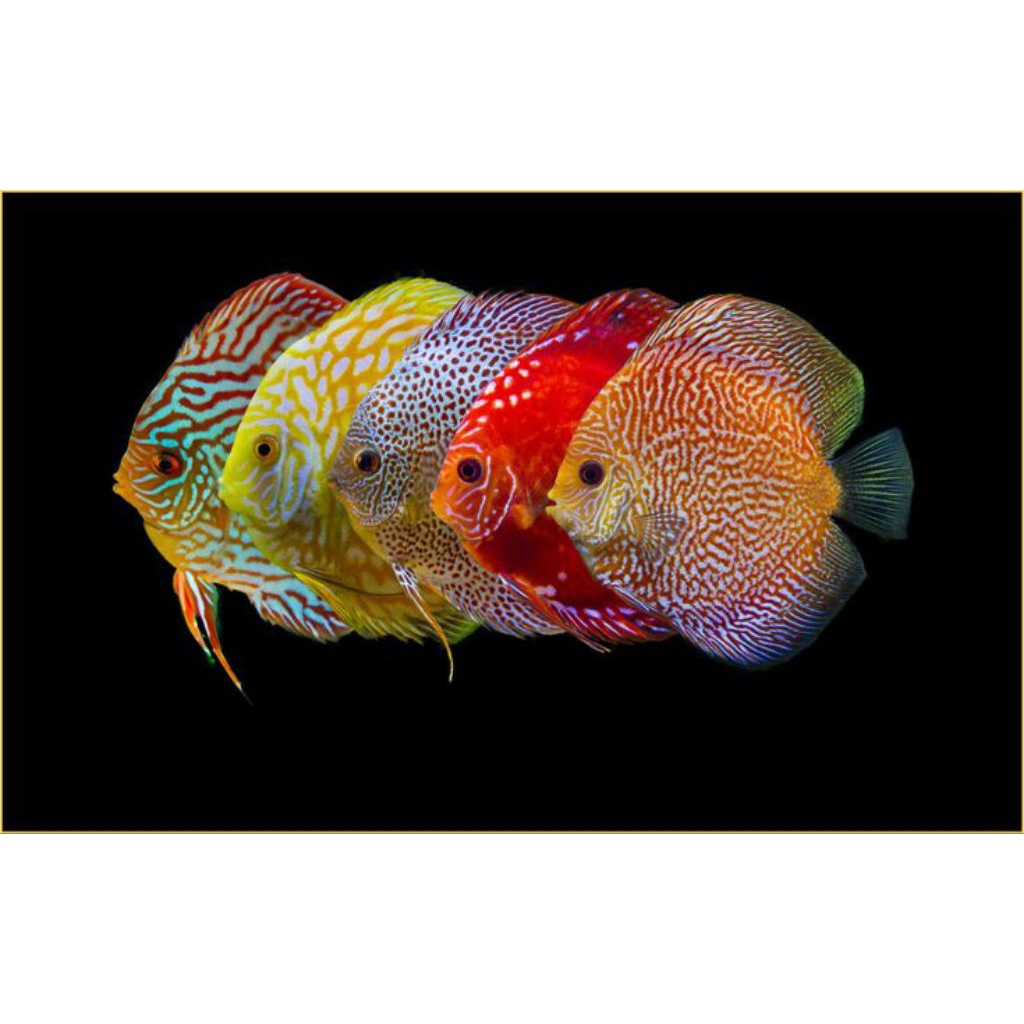 Jual PAKET 10EKOR DISCUS PREMIUM MIX JENIS VARIAN HIASAN AQUARIUM ...