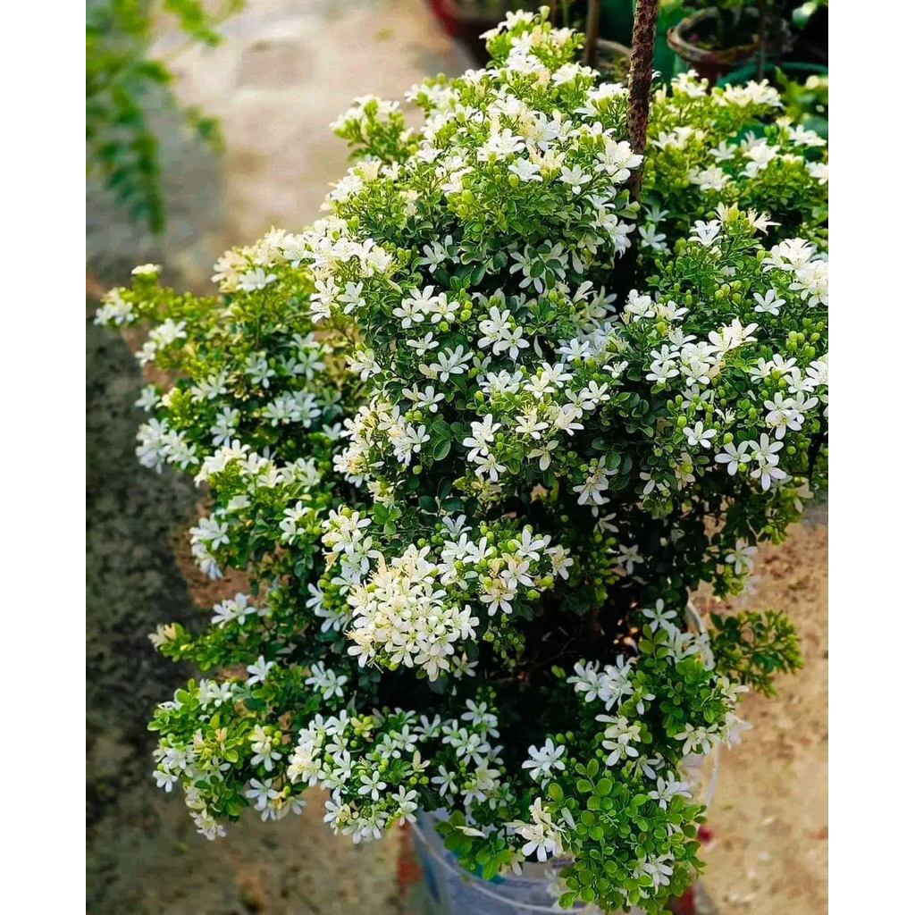 Jual tanaman hias kemuning mini - bunga wangi kemuning mini - murayya ...