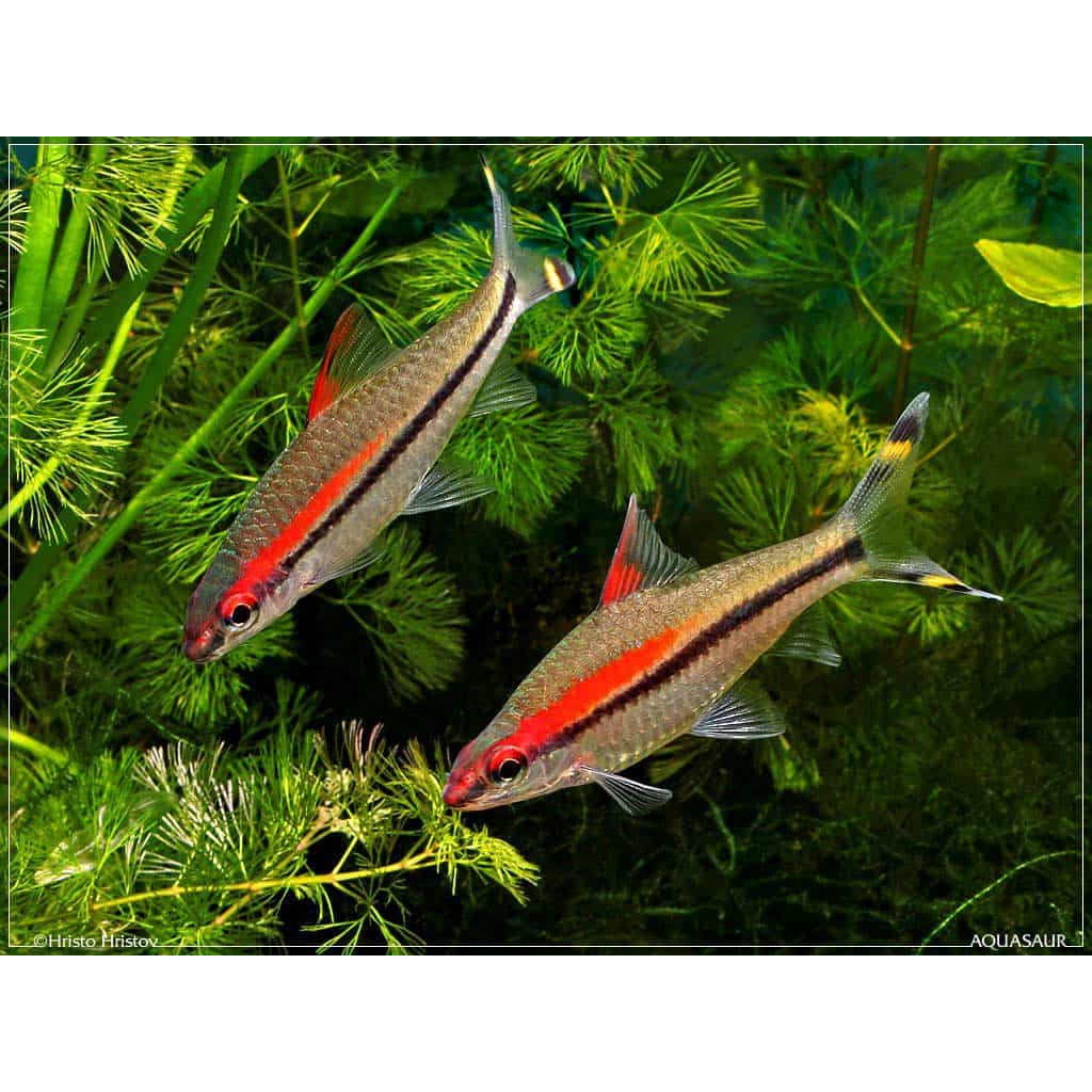Jual Ornamental Denisonii Pontius | Shopee Indonesia