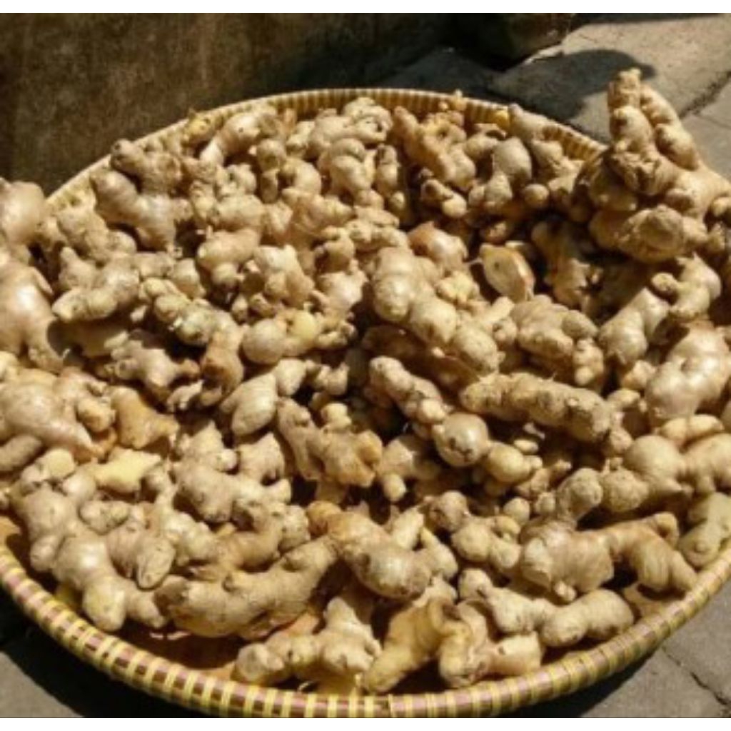 Jual Jahe 1kg Terlengkap & Harga Terbaru Juni 2026 | Shopee Indonesia