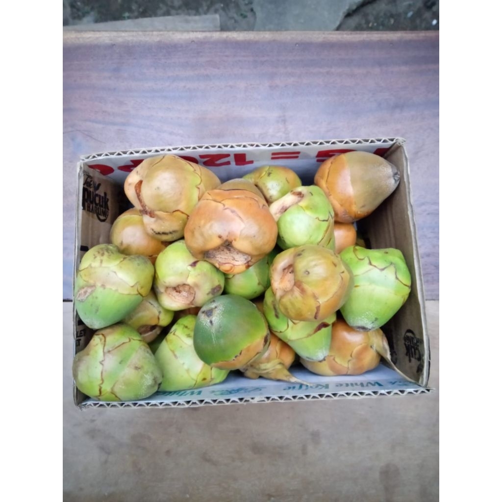 Jual 1kg Isi 30-40 Biji Bluluk Mini Pentil Kelapa Muda Kecil Tembuluk ...