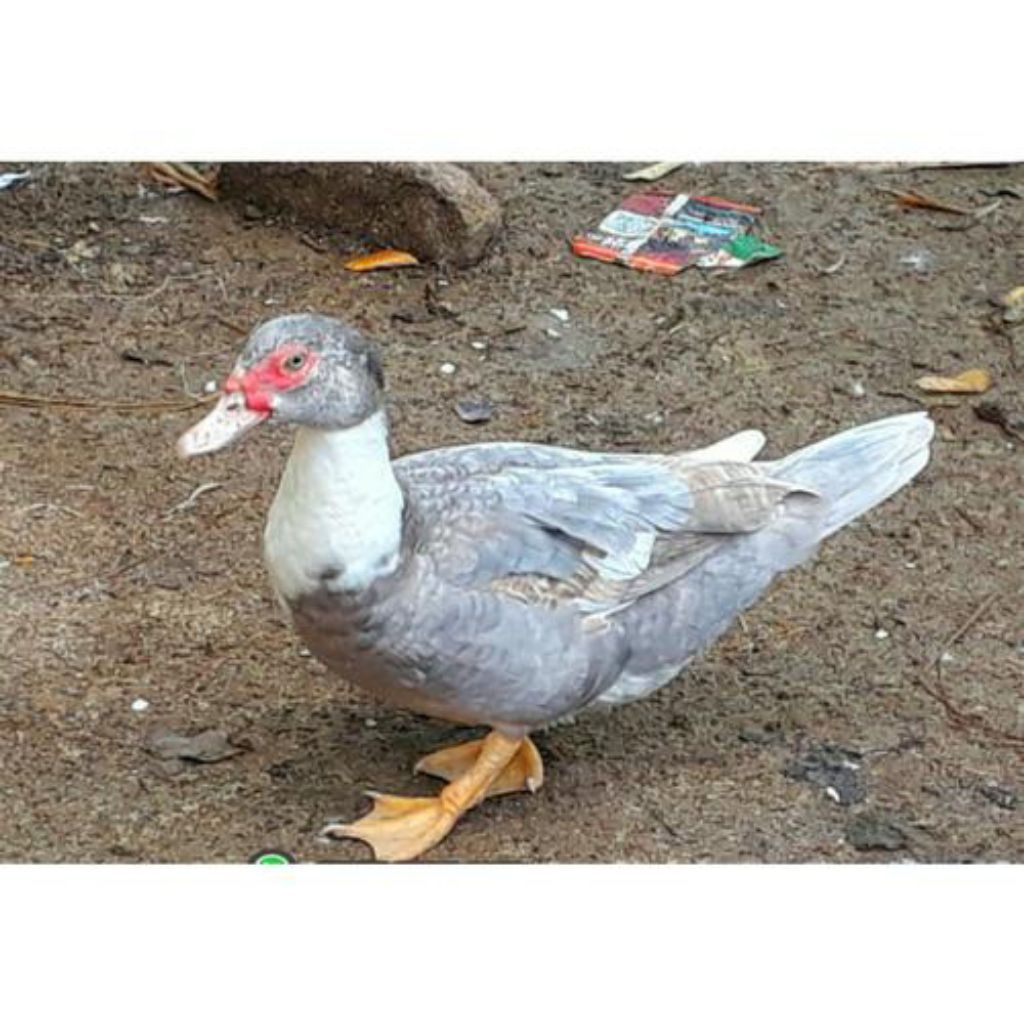 Jual telur mentok/entok Rambon jumbo fertil siap buat ditetaskan ...