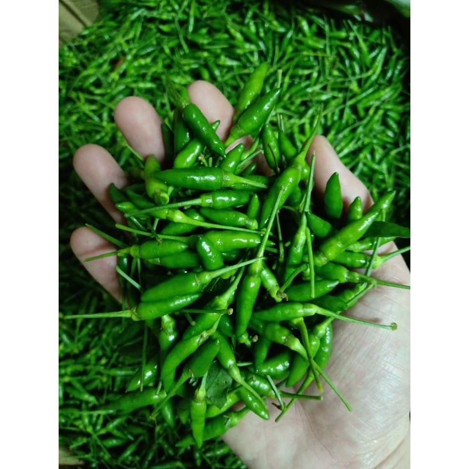Jual Cabe Rawit Caplak Hijau Segar 1kg | Shopee Indonesia