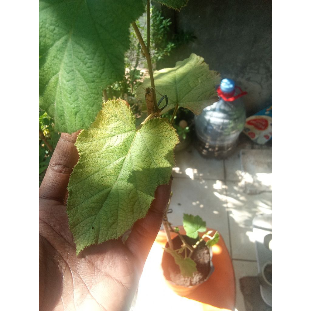 Jual Tanaman hidup Raspberry liar 
