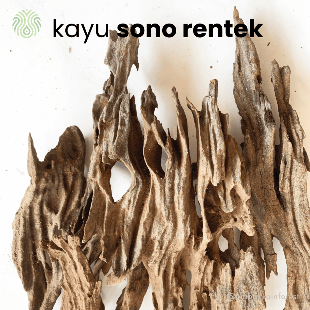 Jual Kayu sono rentek XXL / Driftwood - Aquascape, Vivarium ...