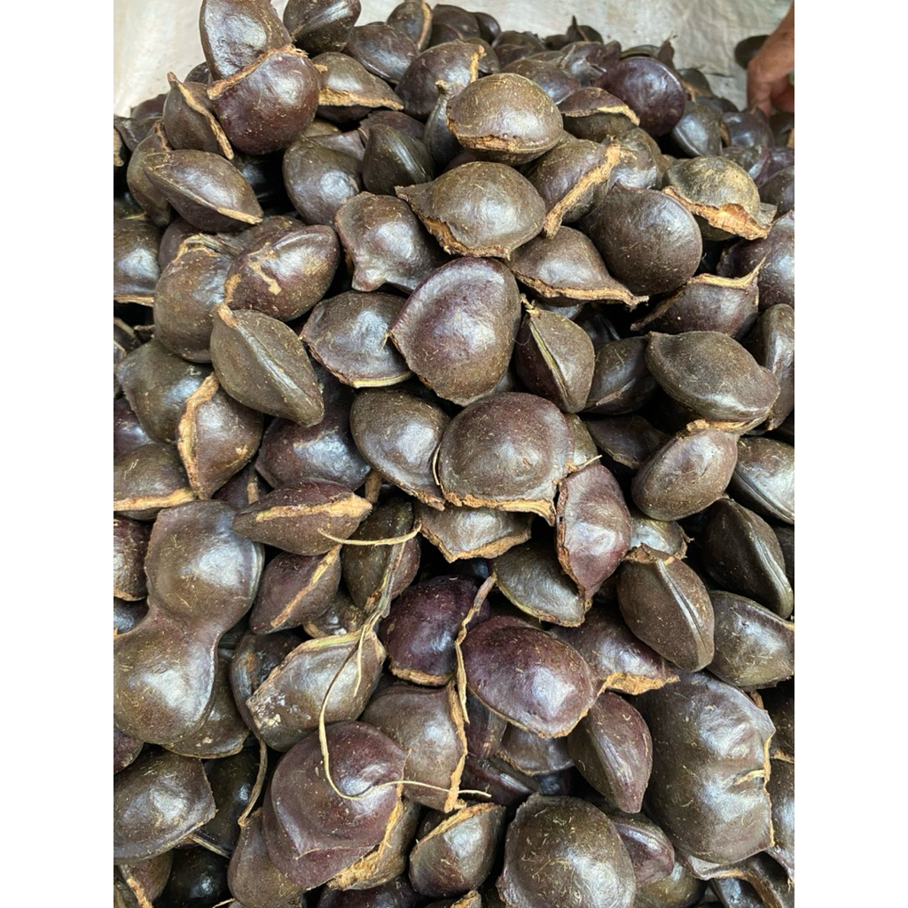 Jual Jengkol muda lalapan, sambelan kulitan berat 1kg | Shopee Indonesia