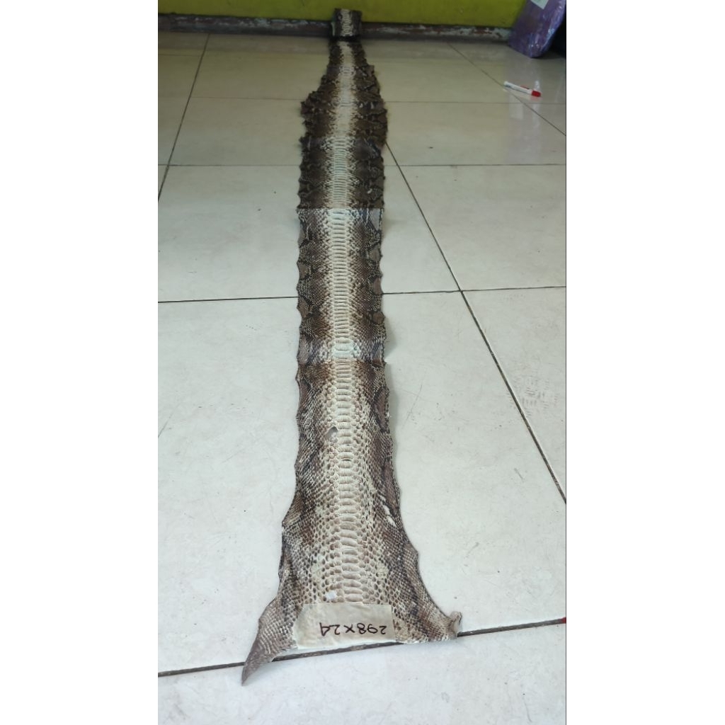 Jual kulit phytonreticulatus utuh sudah disamak | Shopee Indonesia