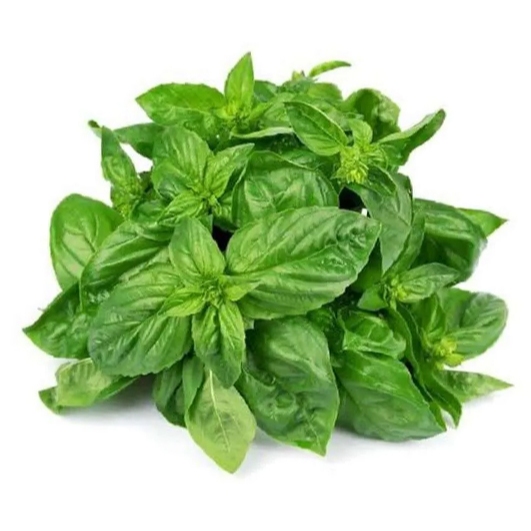Jual Basil/Basil Segar/Daun Basil Segar/Fresh Basil/Daun Basil/1 Kg ...