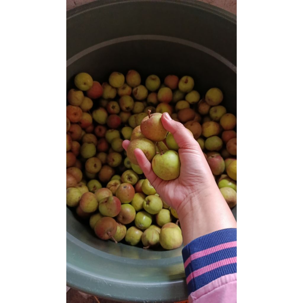 Jual Apel Malang mini / apel Manalagi mini 2kg | Shopee Indonesia
