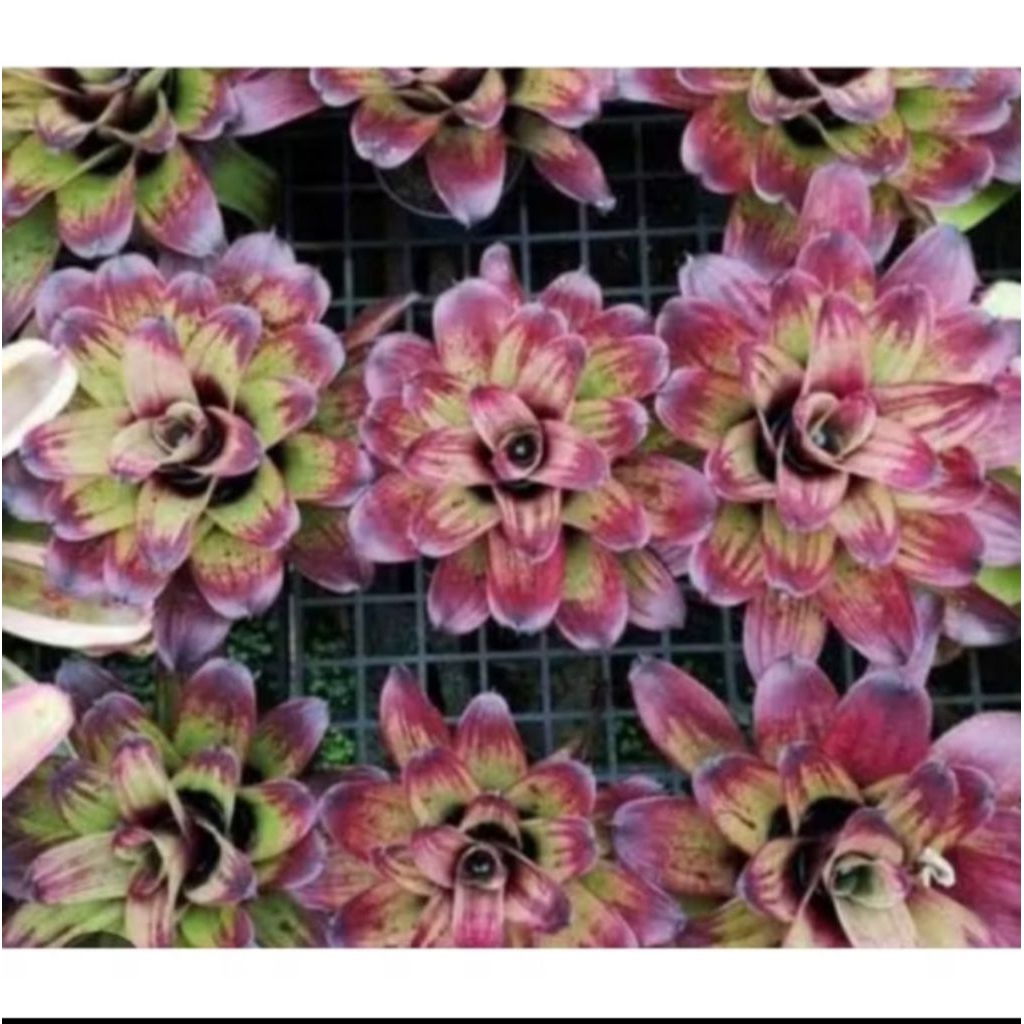 Jual Kembang Desa - Bibit tanaman bromelia strawbery besar | Shopee ...