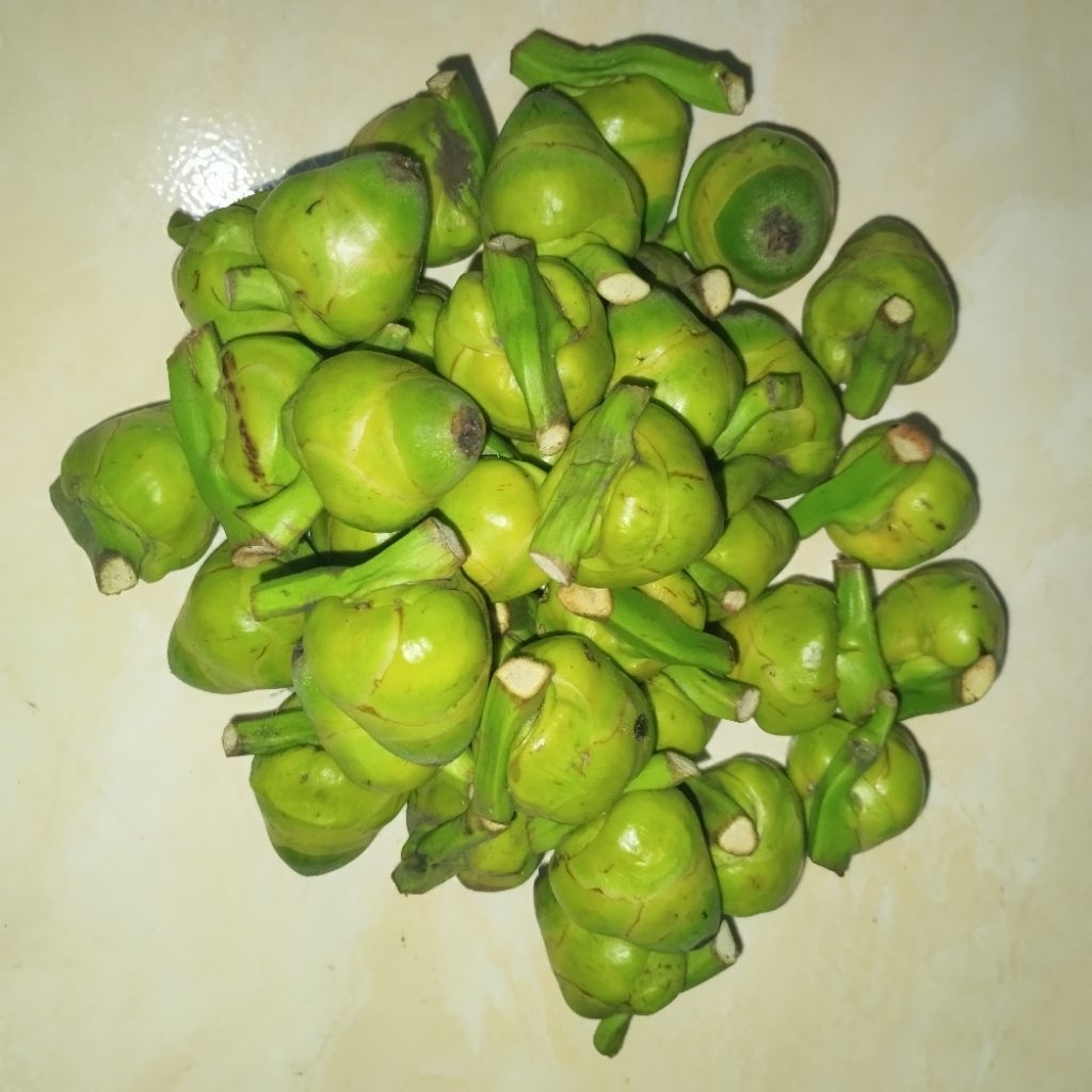 Jual BELULUK KELAPA TEMBULUK KELAPA MUDA || OBAT HERBAL KAYA MANFAAT ...