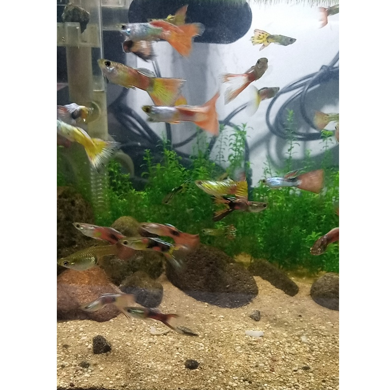 Jual ikan gopi gapi guppy Warna Warni (ikan cantik warna warni penghias ...
