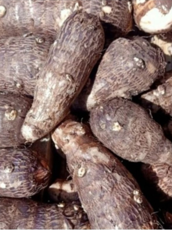 Jual MBOTE MURAH 1 Kg / MBOTHE SEGAR 1 Kg | Shopee Indonesia