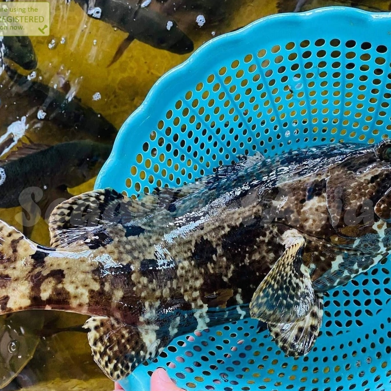 Jual Ikan Kerapu / Ikan Krapu / Ikan Kerapu 1Kg / Ikan Kerapu Segar ...