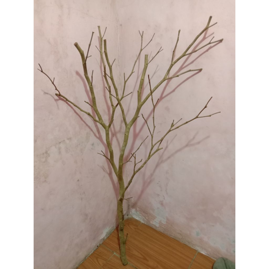 Jual Ranting Kayu Rimbun, Hiasan Dekorasi,Ranting Bercabang Lebat ...