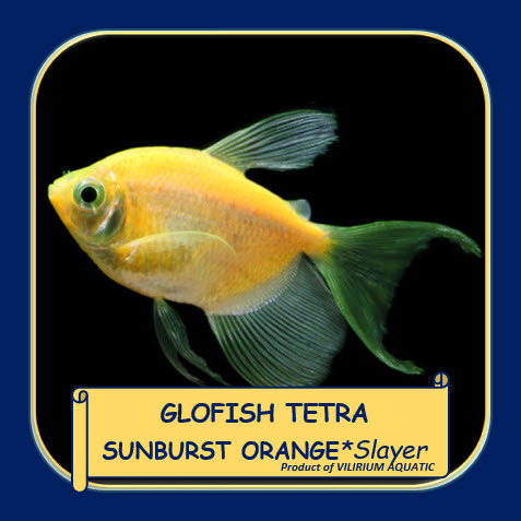 Jual IKAN HIAS AIR TAWAR - GLOWING FISH TETRA SUNBURST ORANGE SLAYER ...