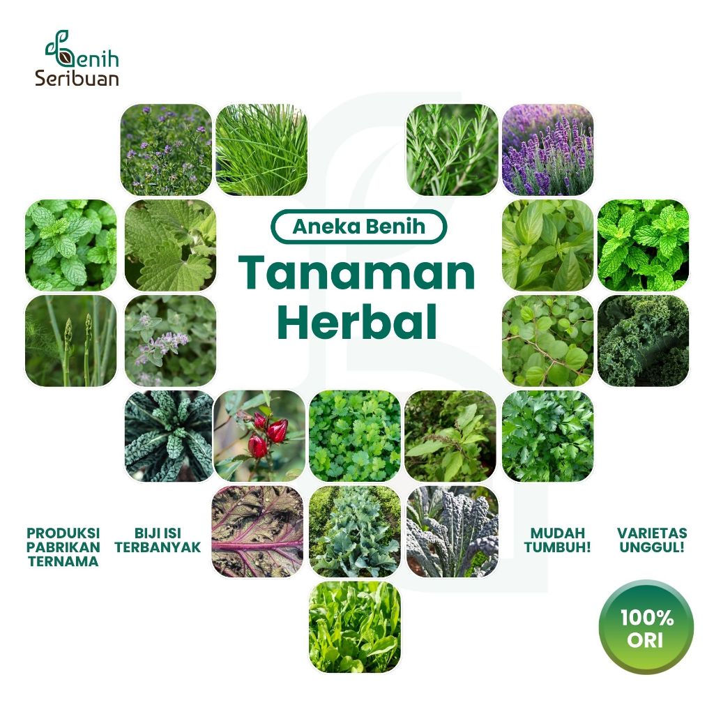 BENIH SERIBUAN - Aneka Bibit Tanaman Herb Sayuran Herbal Varian Unggulan
