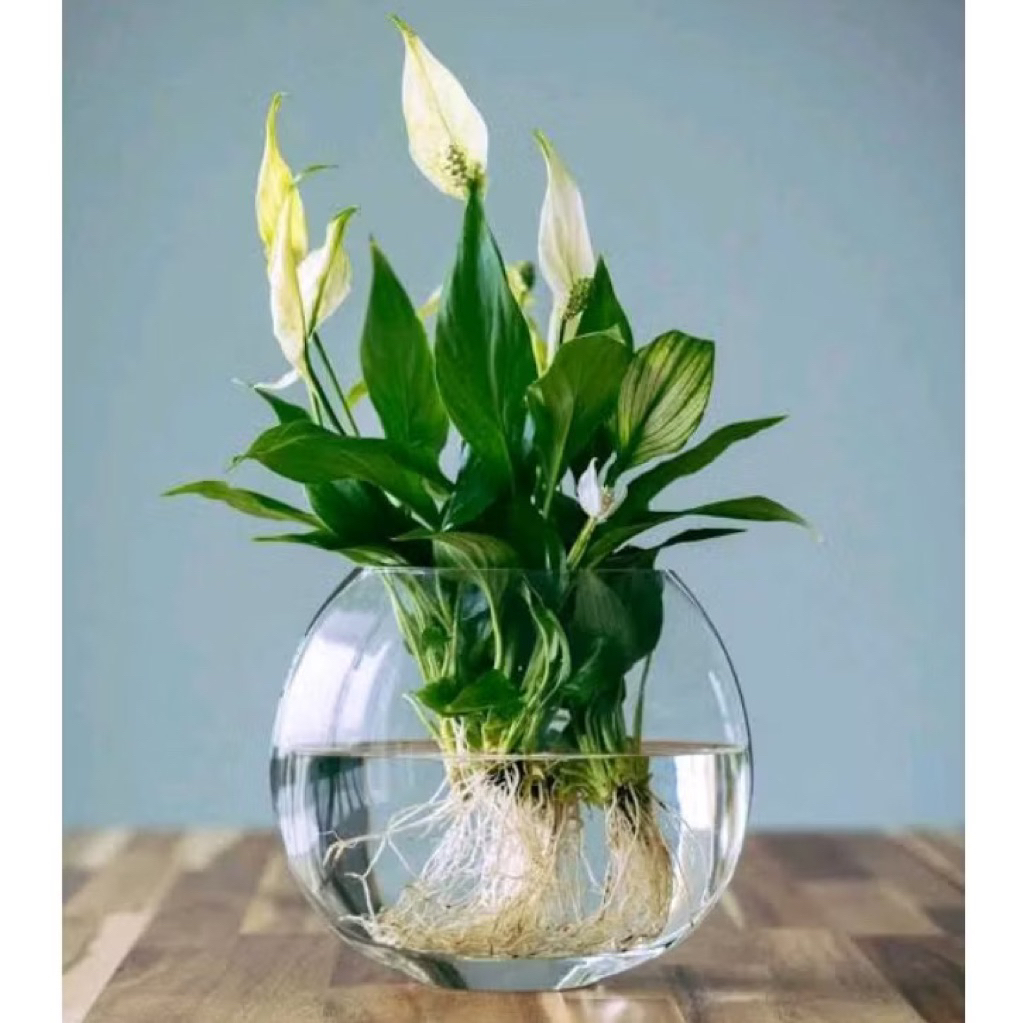 ( RIMBUN ) Tanaman Hias Peace Lily Spathifyllum Bisa Hidup Di Air Bunga Hias SpatuFillum Peace Lili Tanaman Hidup Spatufilum Bunga Putih