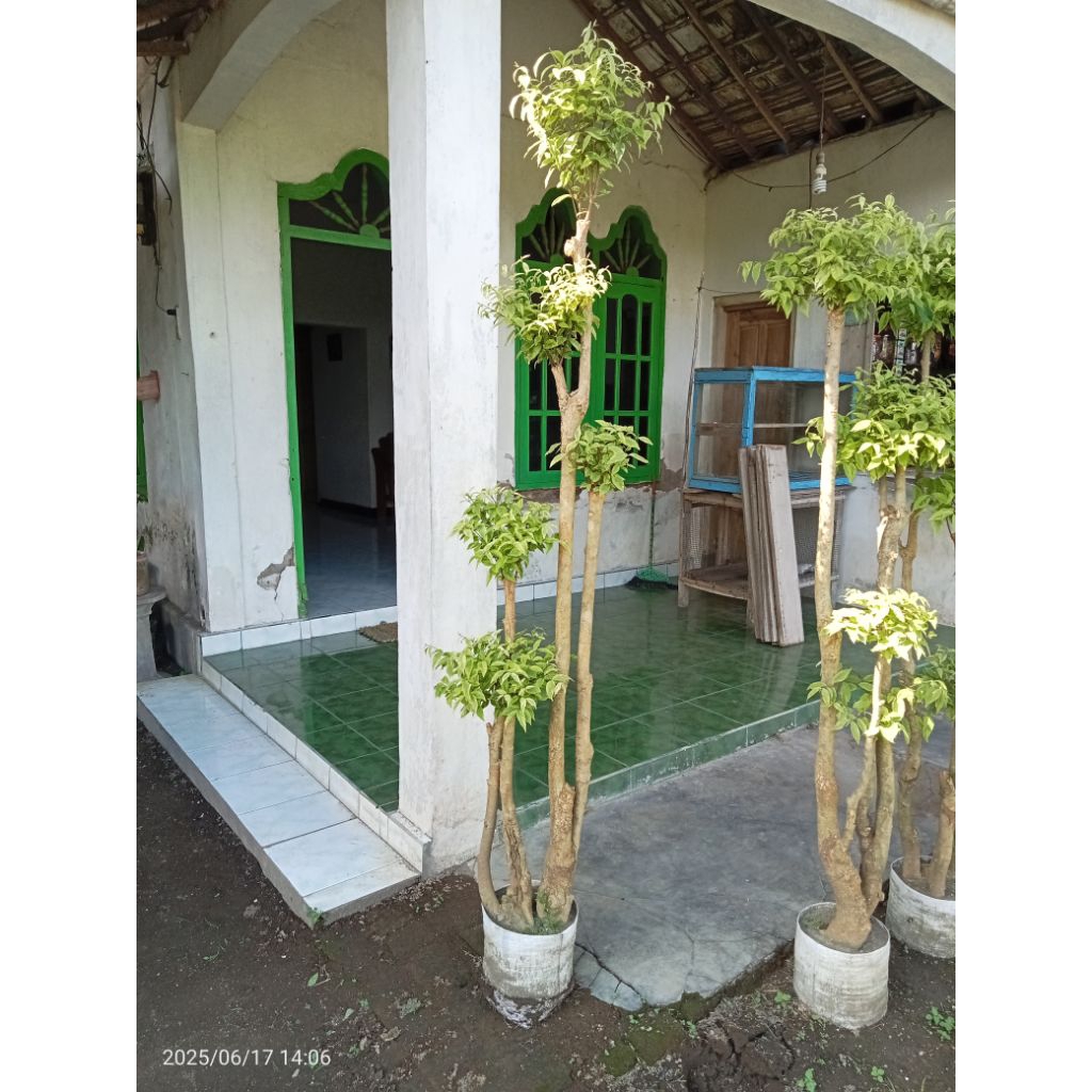 Jual Anting Putri Bonsai Terlengkap & Harga Terbaru Agustus 2026 ...