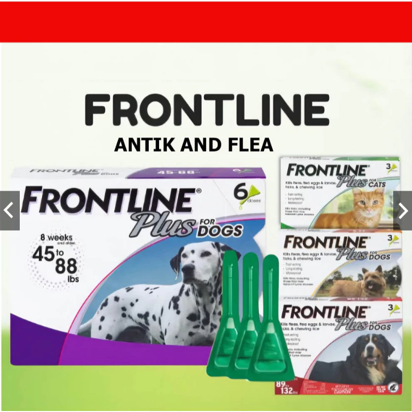 View of Spring Flea and Tick Prevention for Pets in the East Bay