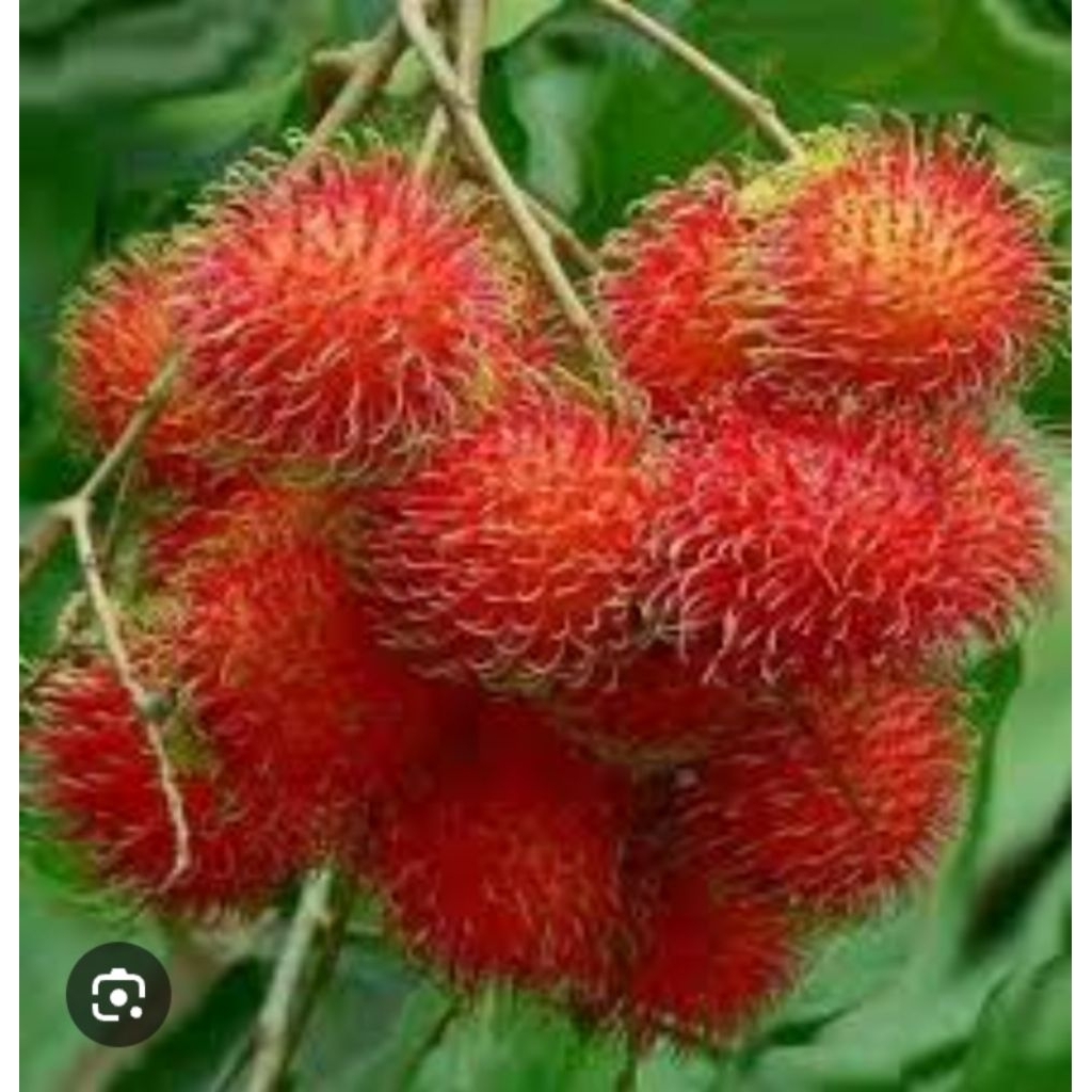 Jual rambutan Binjai ekonomis 5kg | Shopee Indonesia