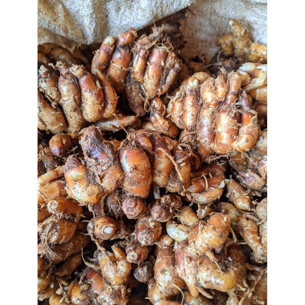 Jual kencur segar 1kg | Shopee Indonesia