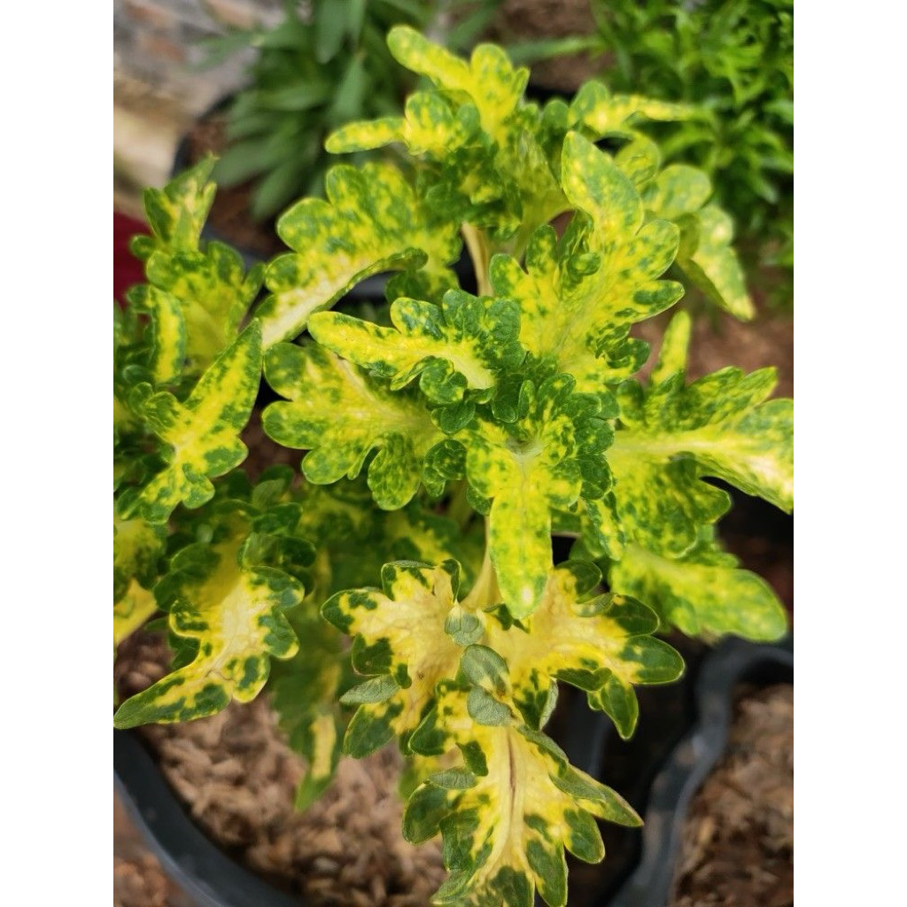 Jual tanaman hias miana ekor naga kuning - miana kuning - coleus kuning ...