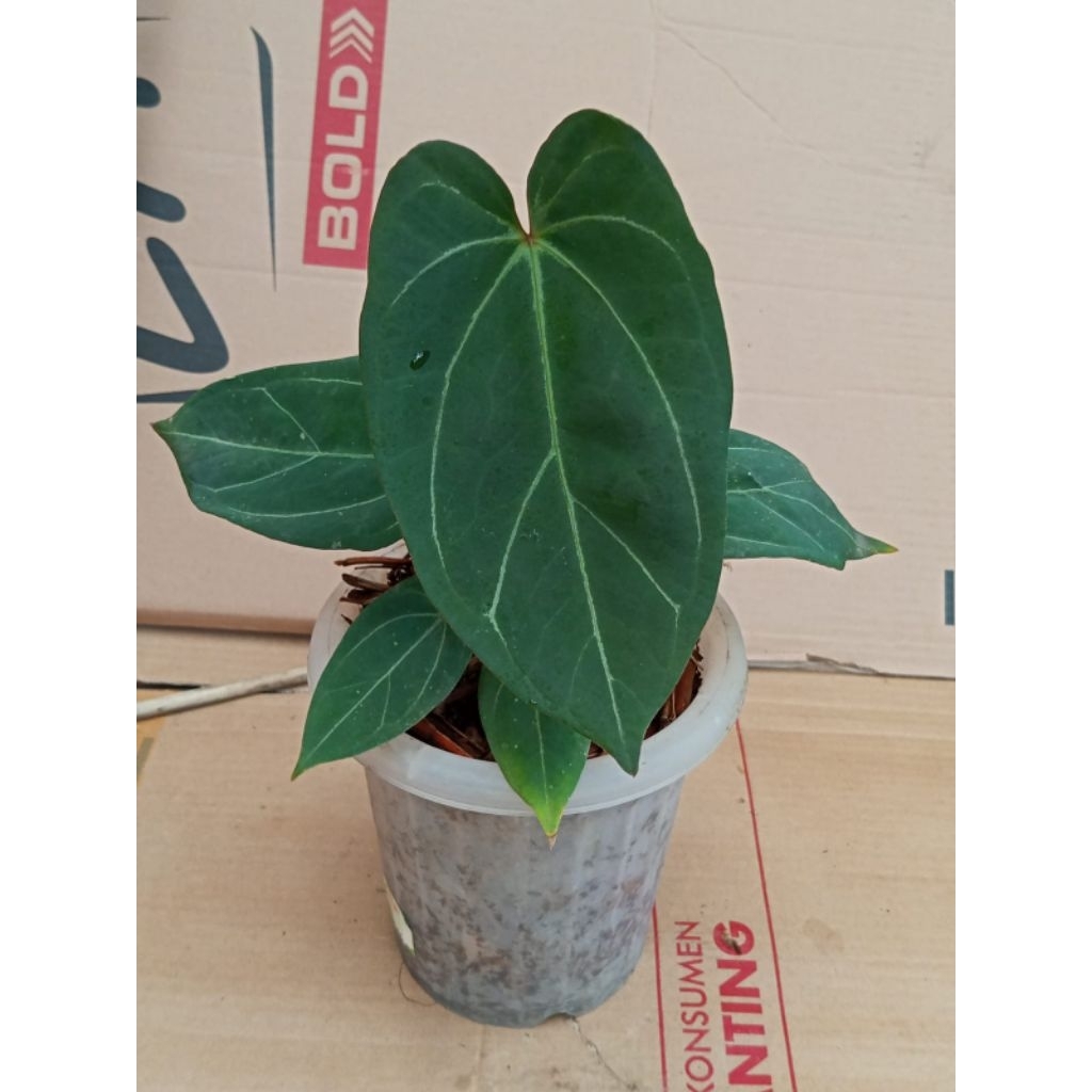 Jual Blue papi | Shopee Indonesia