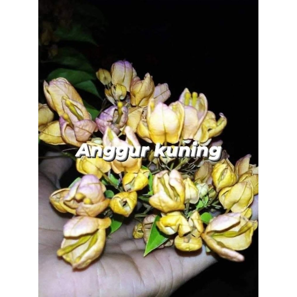 Jual entres bunga burgenvile atau bunga kertas jenis anggur kuning ...
