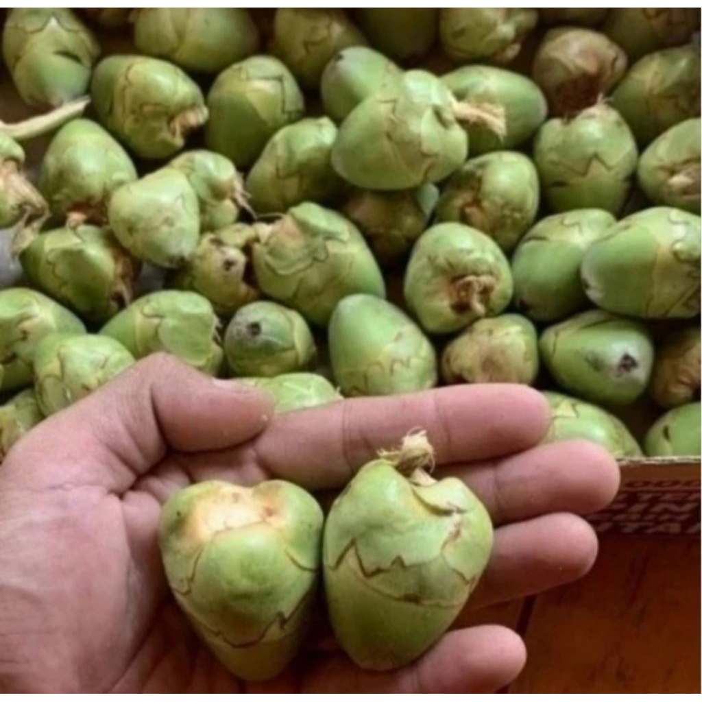 Jual Tembuluk Beluluk Beruluk Buah Kelapa Muda Cengkir Segar Satuan ...