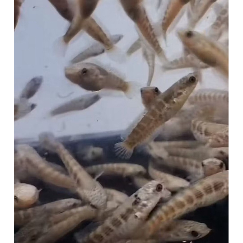 Jual (COD) Baby AURANTI MACULATA | Shopee Indonesia