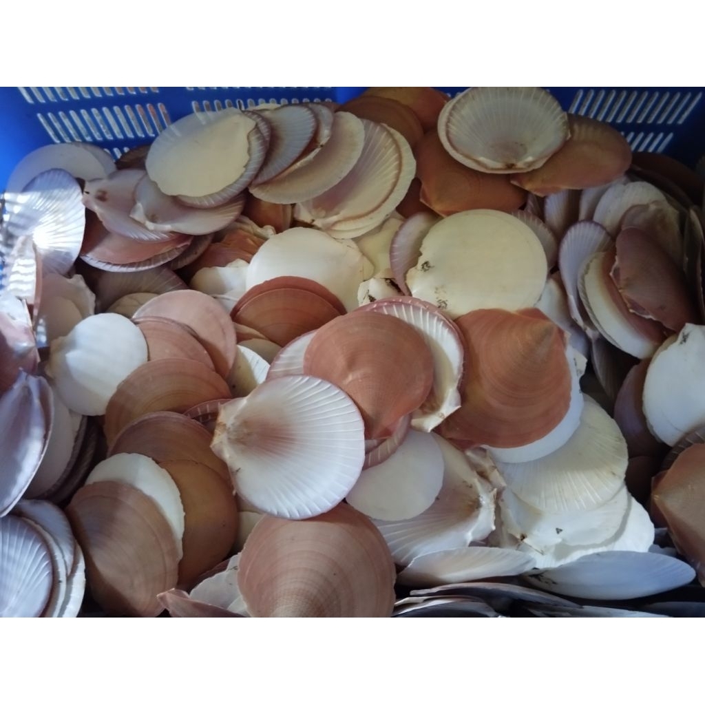 Jual cangkang kerang/cangkang kerang simping/cangkang kerang kipas ...