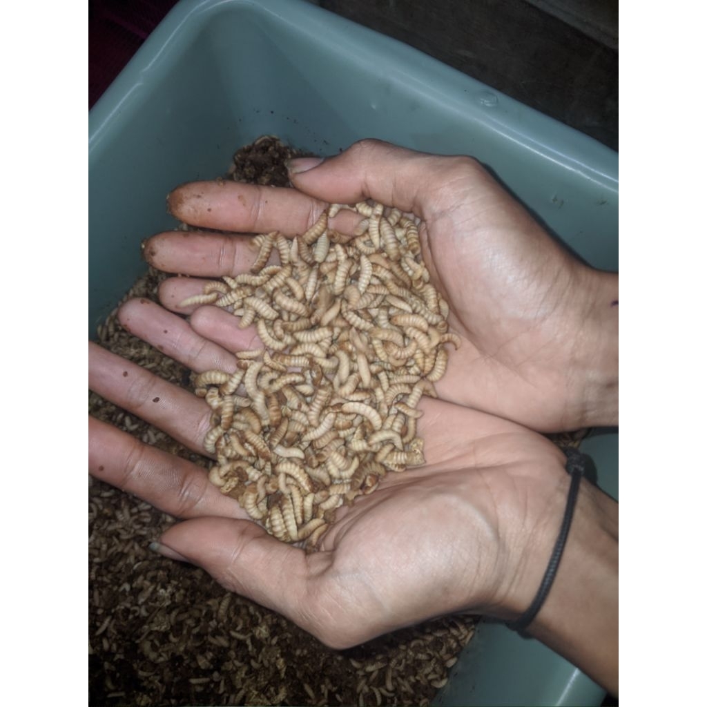 Jual Maggot Fresh Kemasan 100 gram | Shopee Indonesia