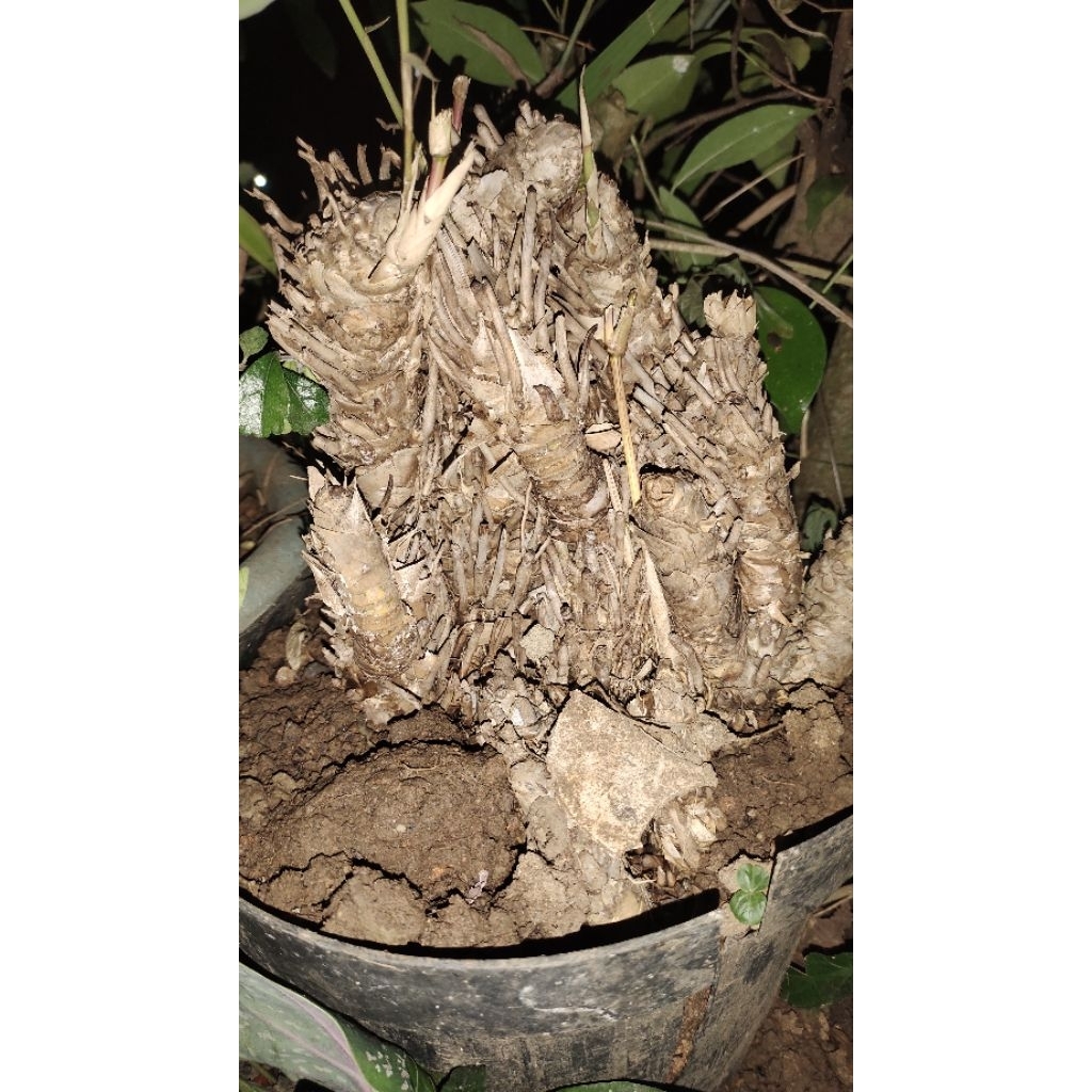 Jual bongol bambu kuning realpic sesuai gambar | Shopee Indonesia