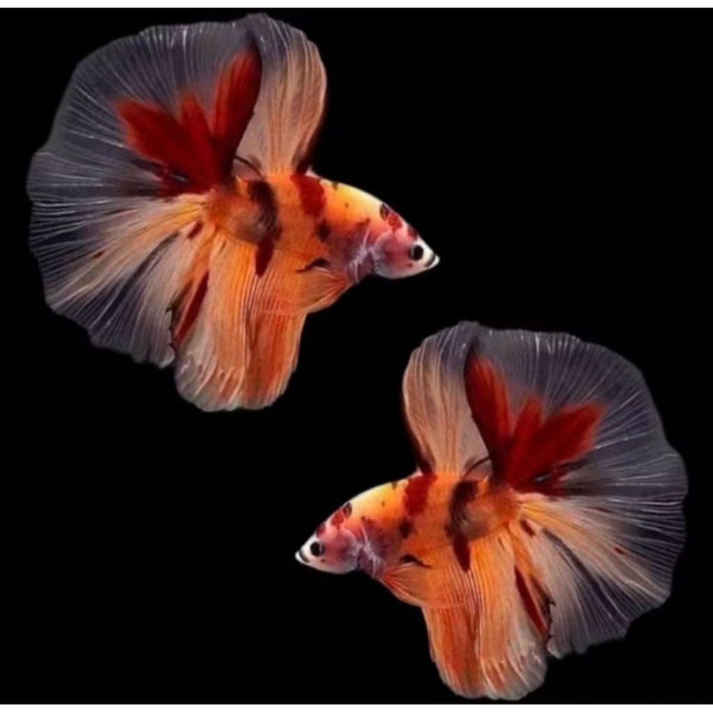 Jual HALFMOON NEMO ISI 2 EKOR, BEST SELLER | Shopee Indonesia