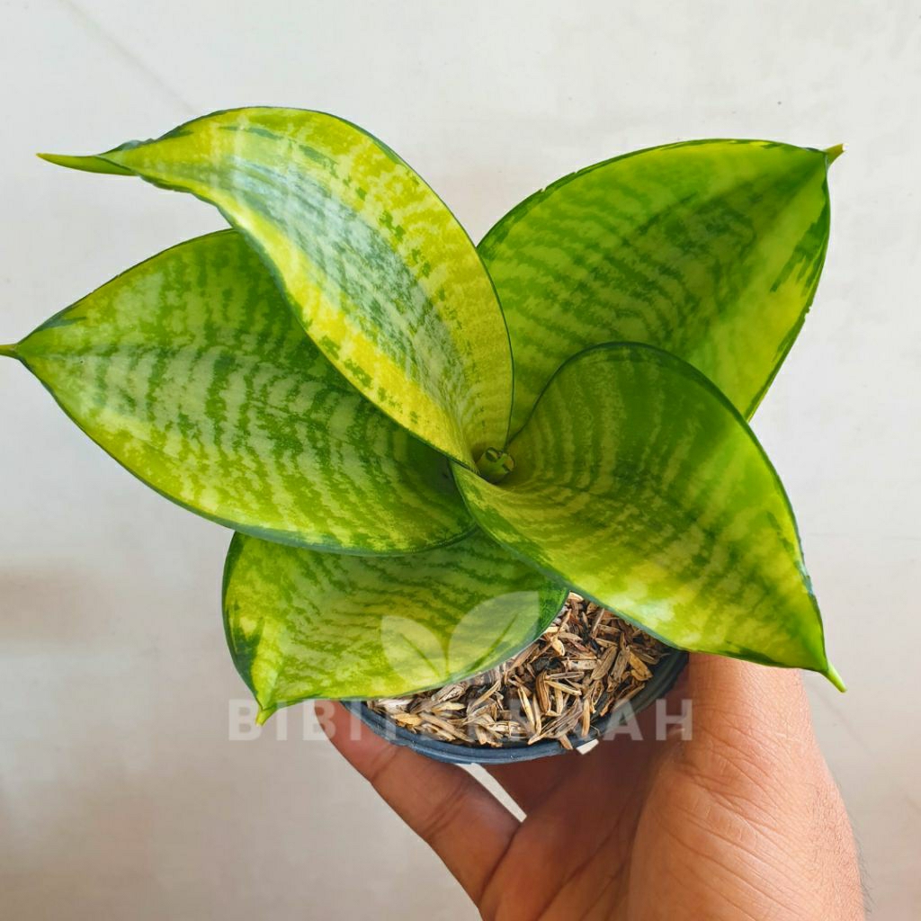 Jual Sansevieria Hahnii Philippine / Philipine - Tanaman Hias Sansivera ...