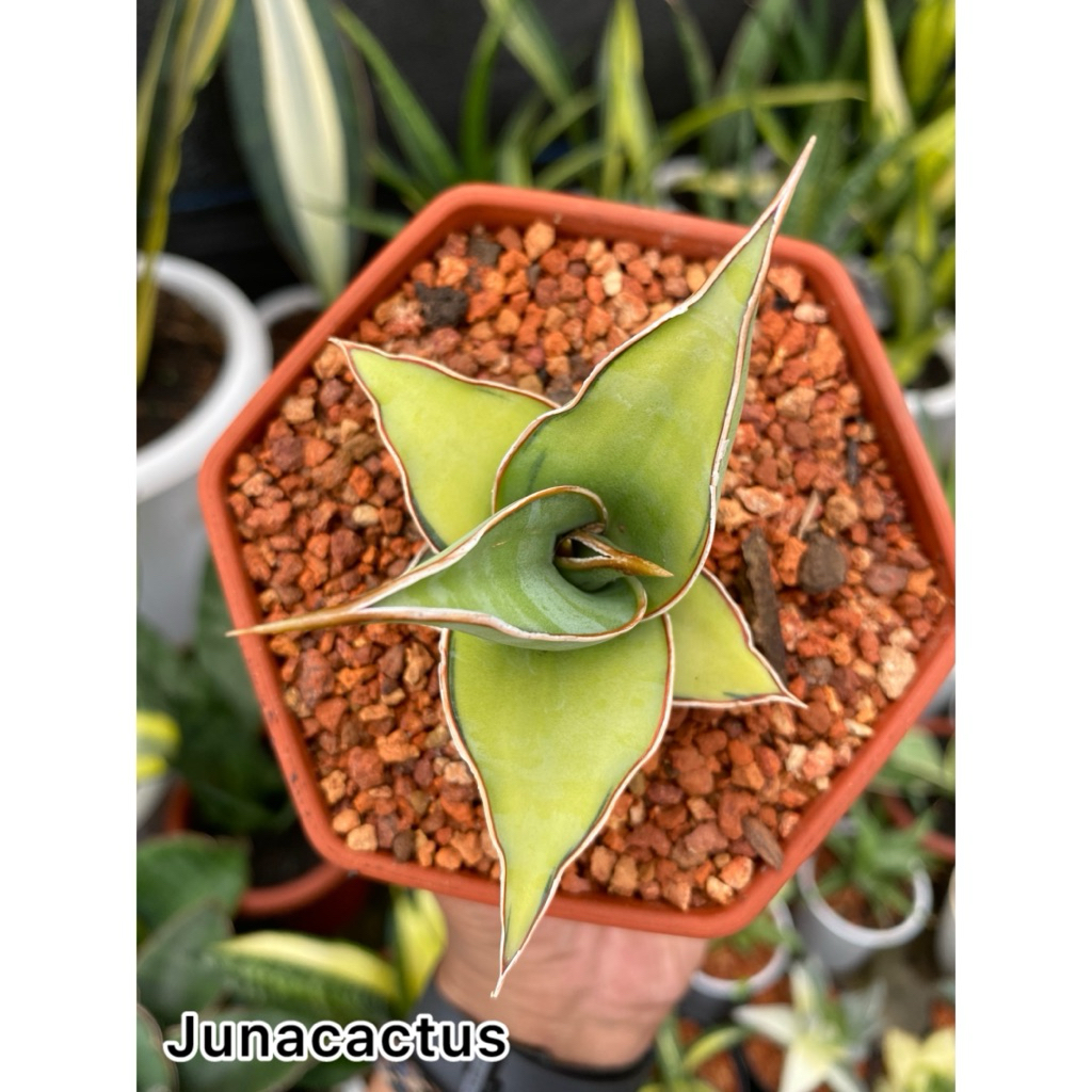 Jual Sansevieria Pinguicula Variegata Aurea | Shopee Indonesia