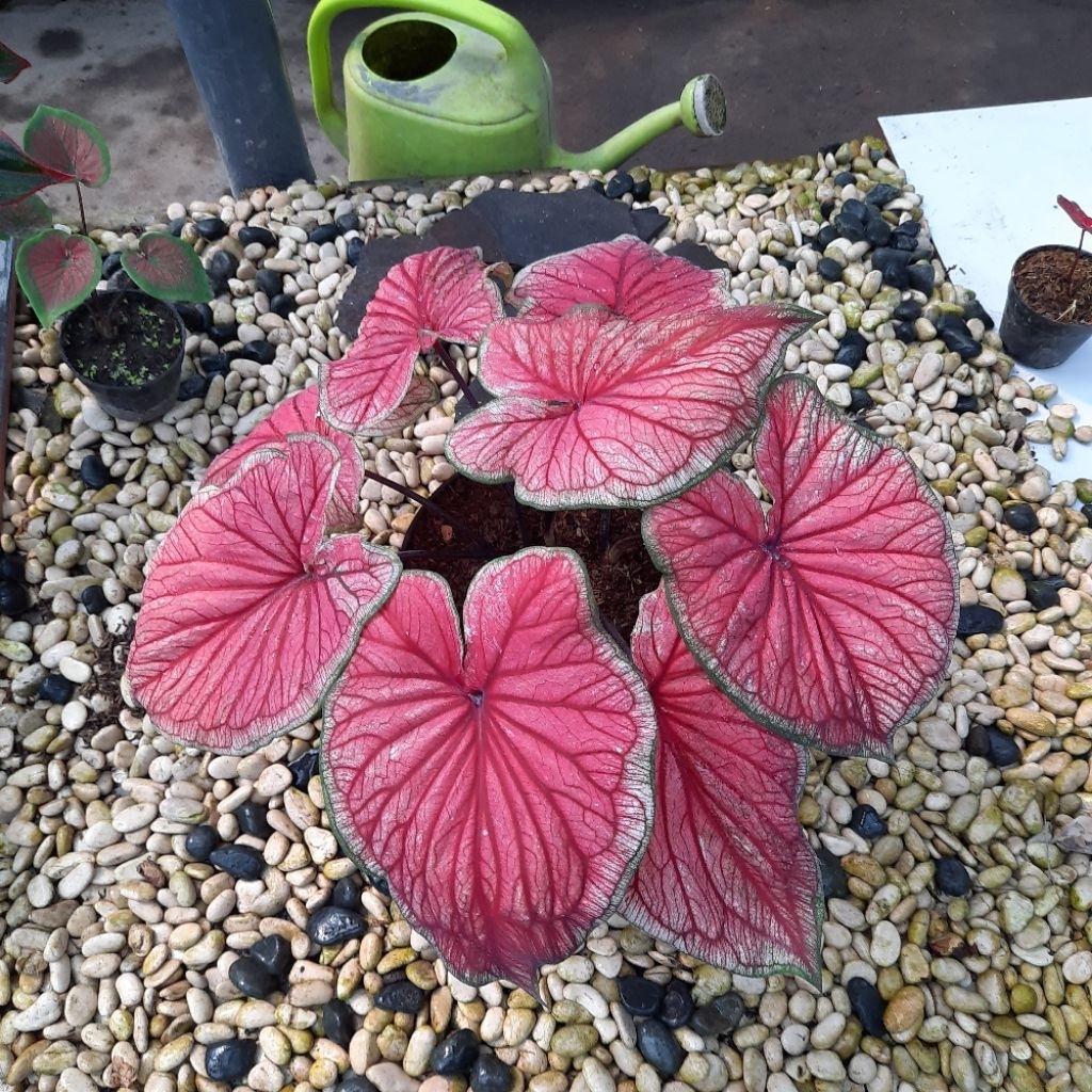 Jual Tanaman Hias Caladium Merah Putih hybrid | Shopee Indonesia