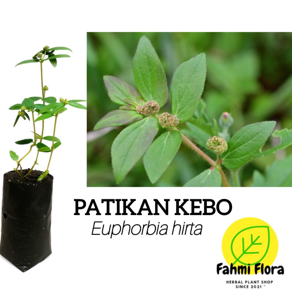 Jual tanaman PATIKAN KEBO (euphorbia hirta) | Shopee Indonesia