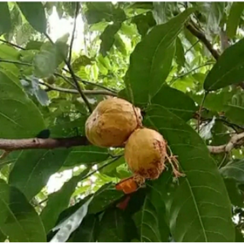 Jual buah gayam belum kupas masih ada kulit nya