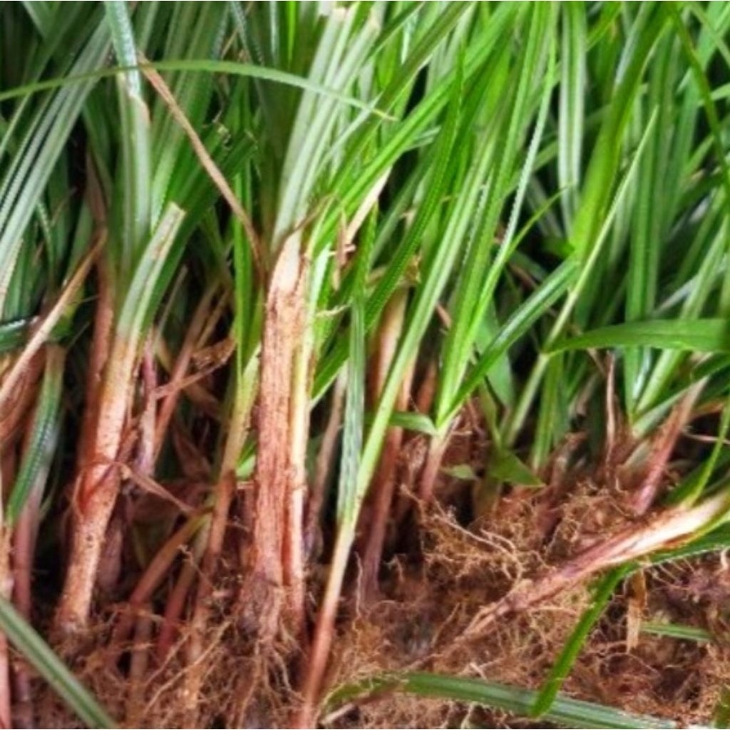Jual Rumput teki segar/suket teki 200gr | Shopee Indonesia