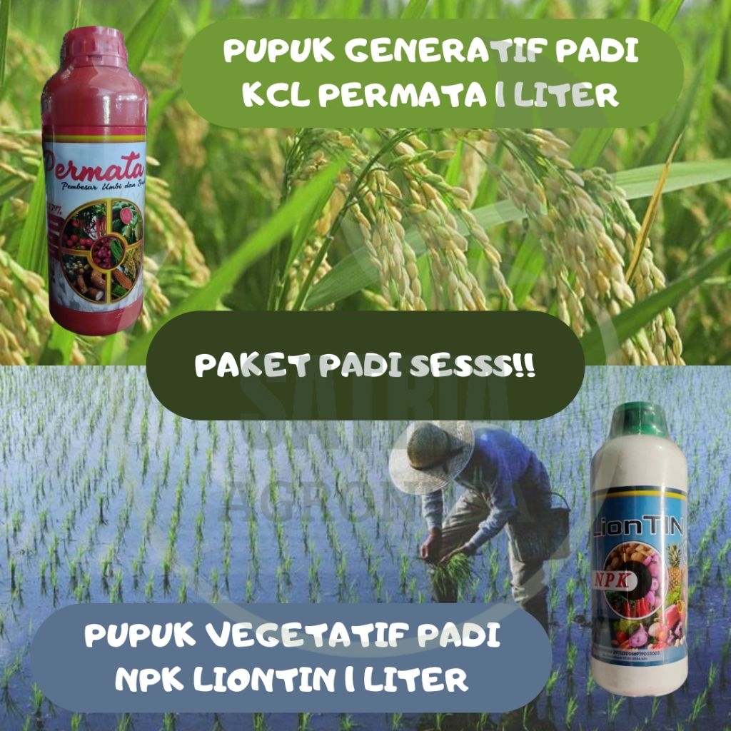 Jual PAKET PUPUK CAIR PADI - 2 BOTOL!! / POC LIONTIN DAN KCL CAIR ...