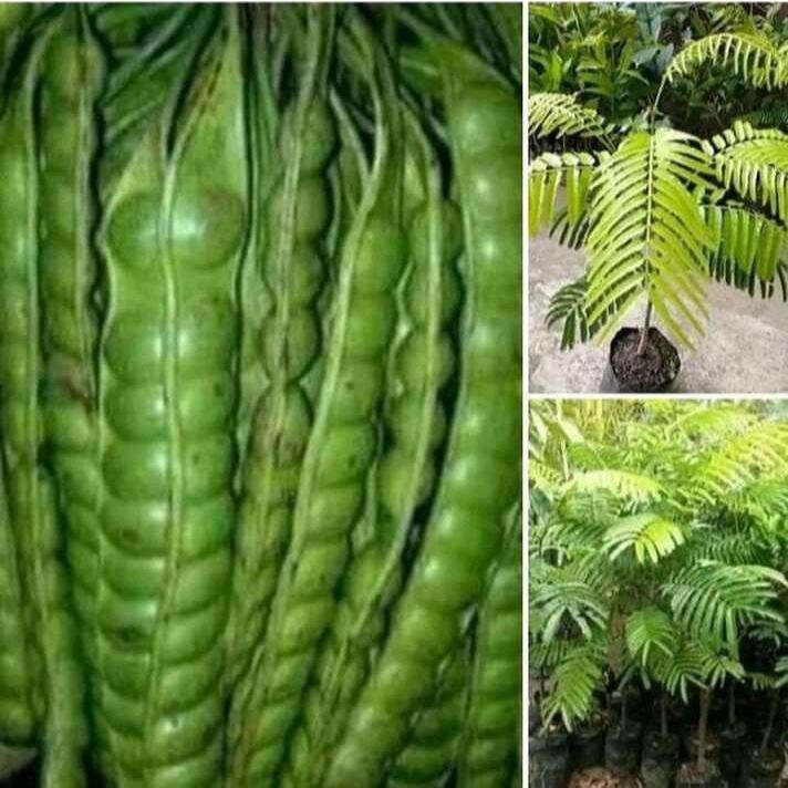 Jual bibit dari hasil stek cepat berbuah tinggi bibit saat ini 50 cm ...
