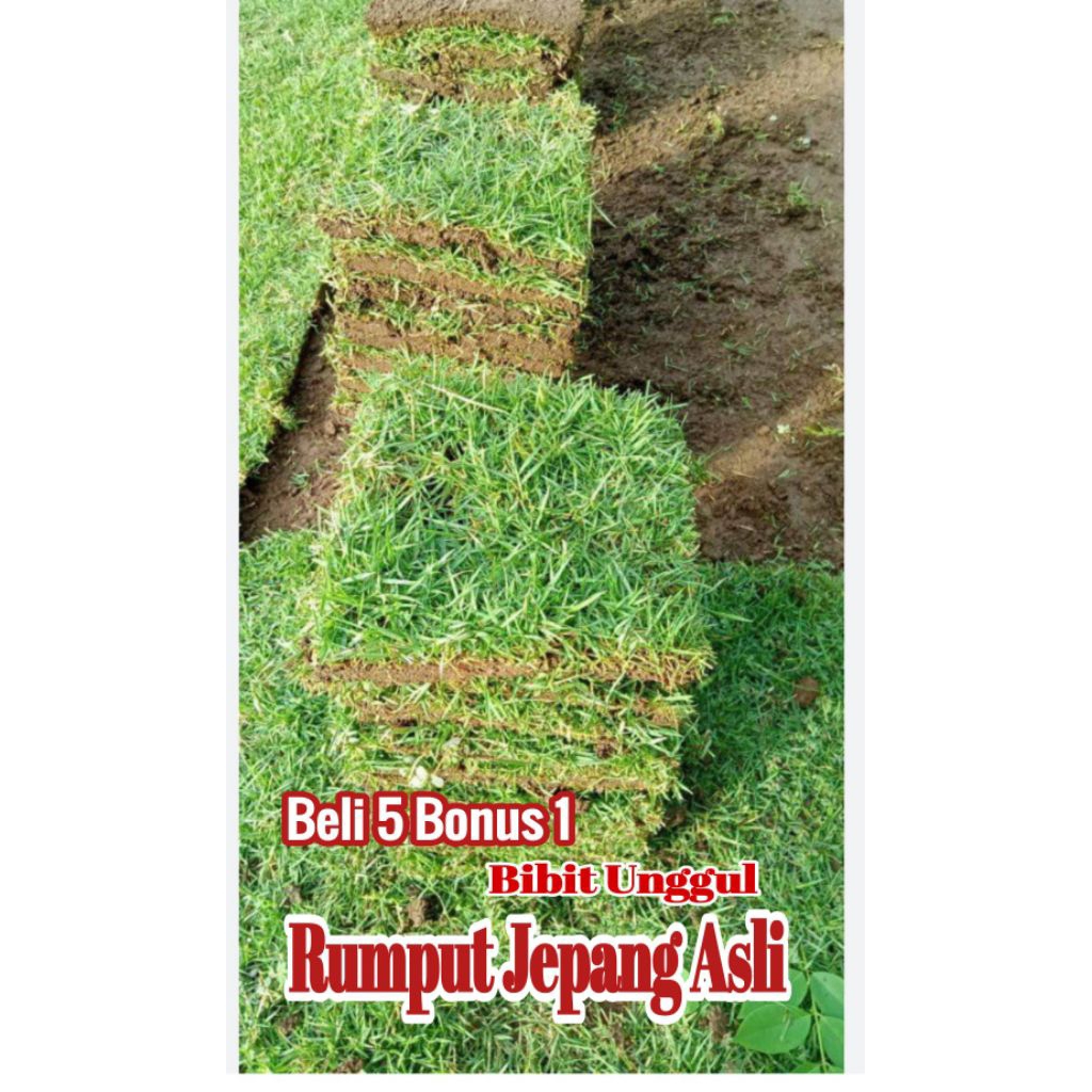 Jual Bibit RUMPUT JEPANG Asli Ukuran 20x20 Cm | Shopee Indonesia