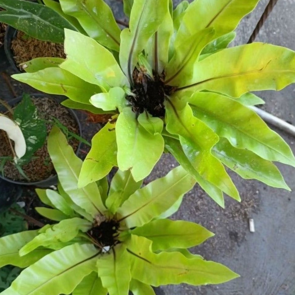 Jual tanamanhias kadaka mini per 1 pcs | Shopee Indonesia