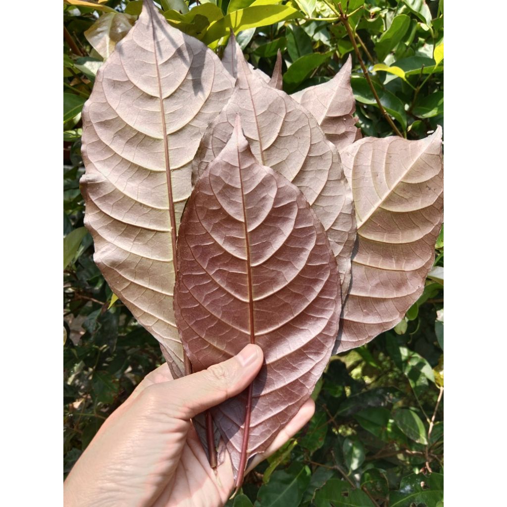 Jual daun ungu segar / daun handeuleum isi 50 lembar | Shopee Indonesia