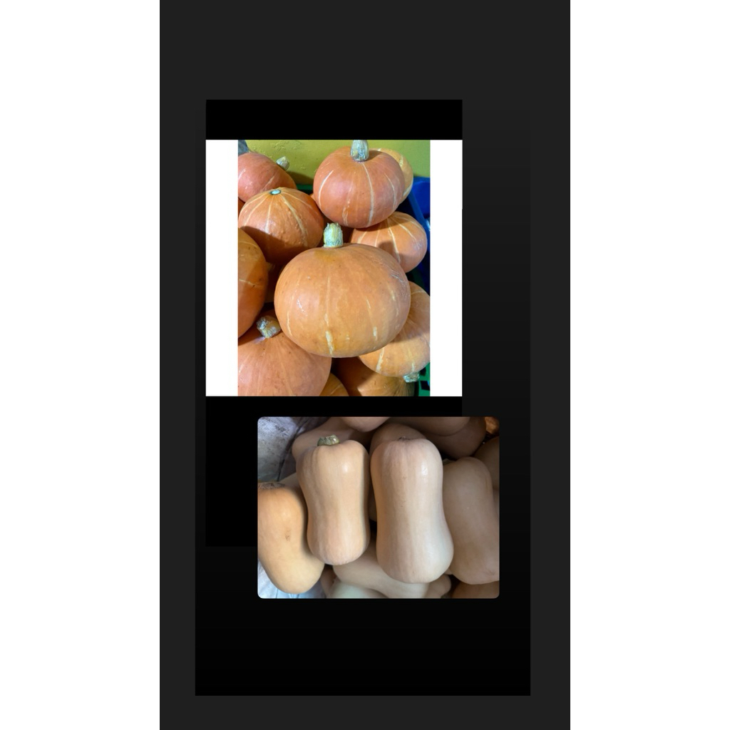 Jual labu Kabucha Orange dan Jeklin 1Buah | Shopee Indonesia