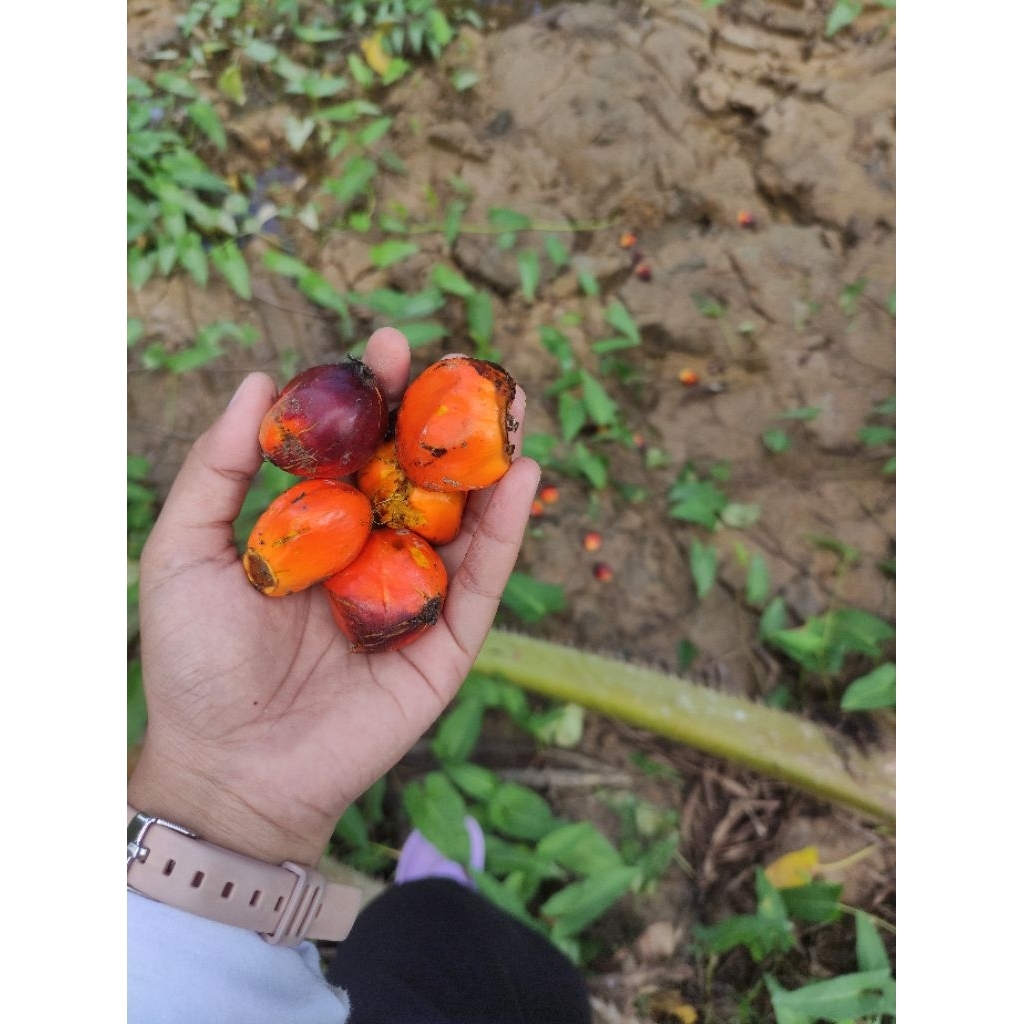 Produk asriartilestari | Shopee Indonesia