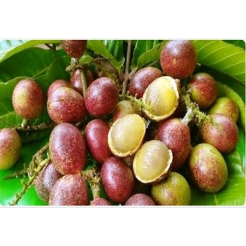 Jual matoa indukan pernah berbunga 8kg | Shopee Indonesia